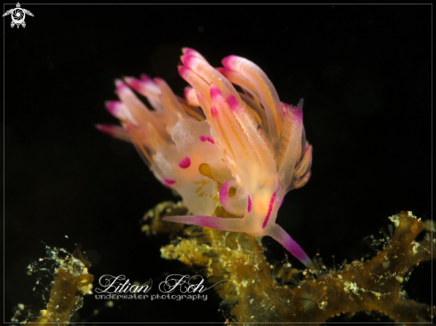 A Flabellina exoptata | Flabellina