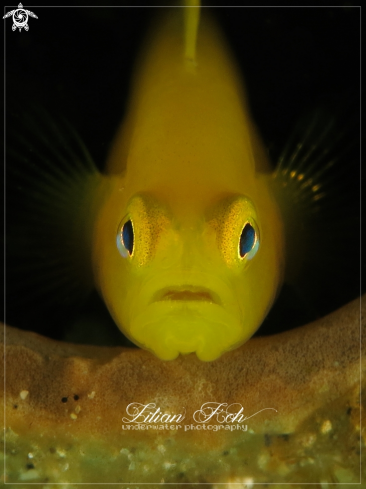 A Gobiodon okinawae | Yellow Goby