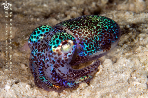 A Boptail Squid