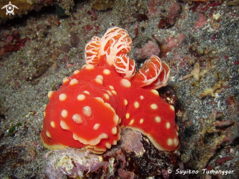 A Gymnodoris aurita | Nudibranch