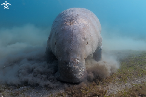 A Dugong dugon | Dugongo