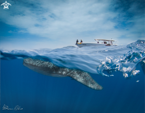 A Whaleshark