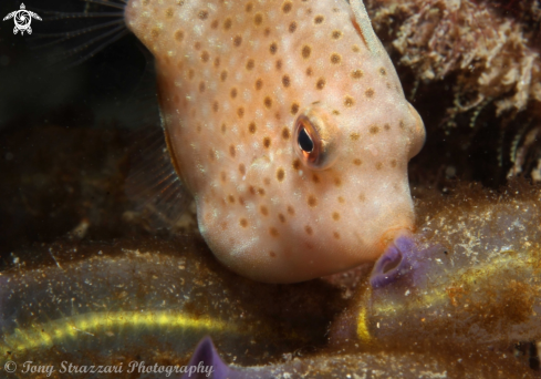A Brachaluteres jacksonianus | Pygmy leatherjacket