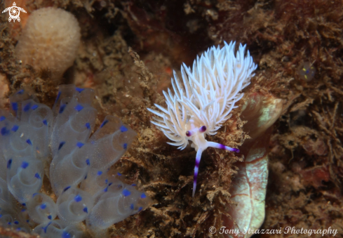 A Pteraeolidia ianthina | Pteraeolidia ianthina