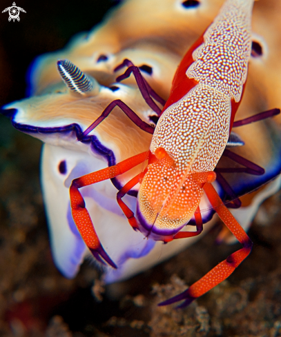 A Emperor shrimp