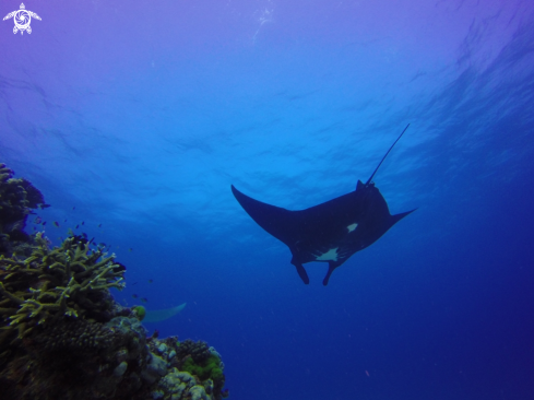 A Reef manta