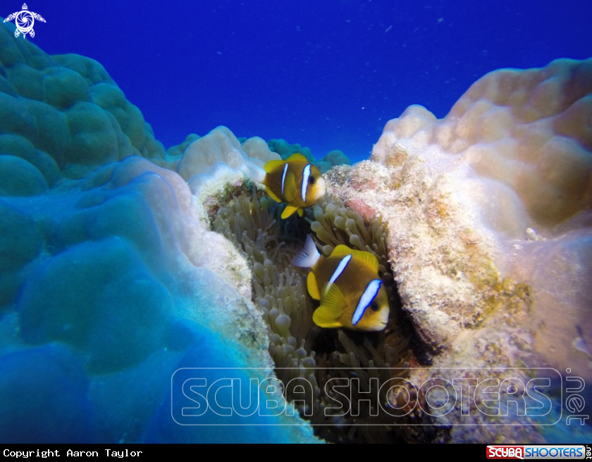 A Clarks anemonefish