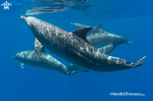 A Tursiops truncatus | Tursiope comune