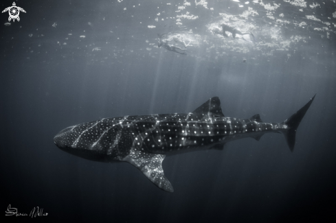 A Whaleshark