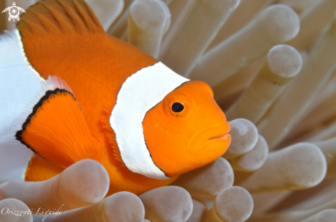 A Amphiprion ocellaris | Pesce Pagliaccio