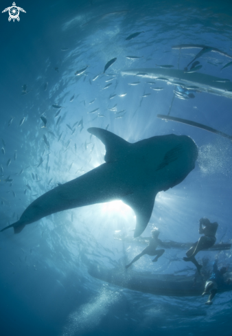 A Rhincodon typus | Whale Shark