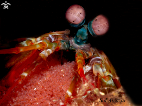 A Mantis Shrimp