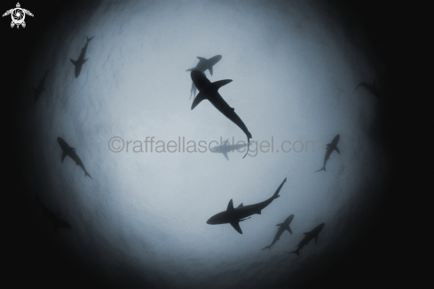 A different sharks species | Sharks at the sardine run 