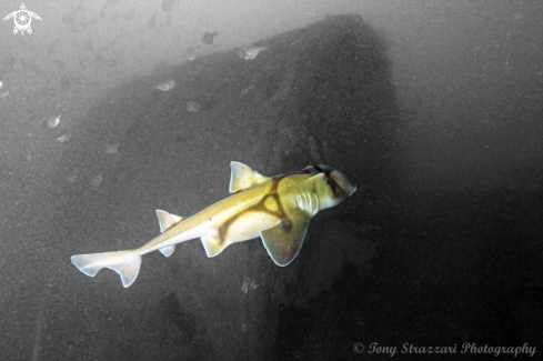 A Heterodontus portusjacksoni | Port Jackson Shark