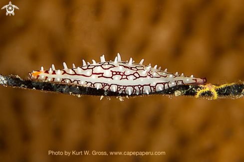 A Calcarovula gracillima | Spindel Kauri