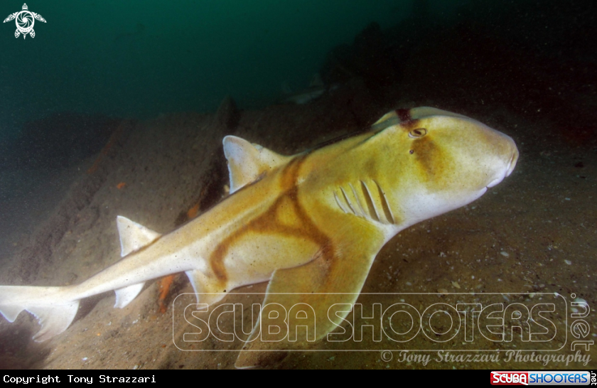 A Port Jackson Shark