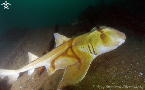 A Heterodontus portusjacksoni | Port Jackson Shark
