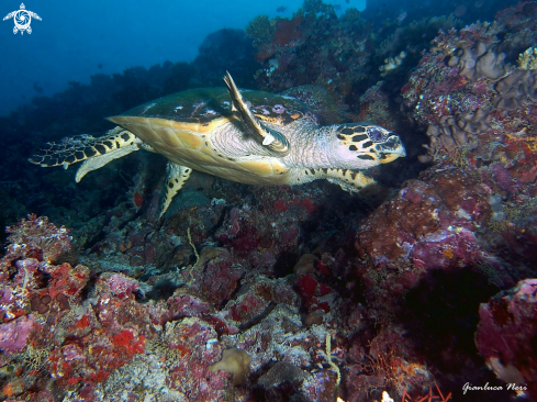 A Sea turtle