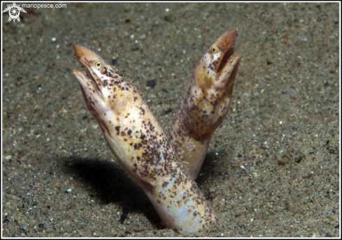 A Apterichtus caecus | Biscia di mare