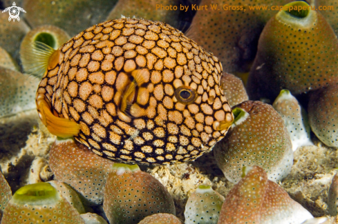 A Juvenile Star Puffer