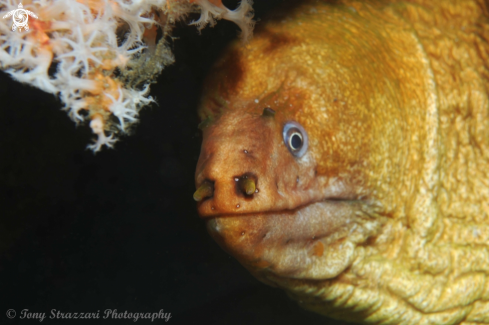 A Green moray eel