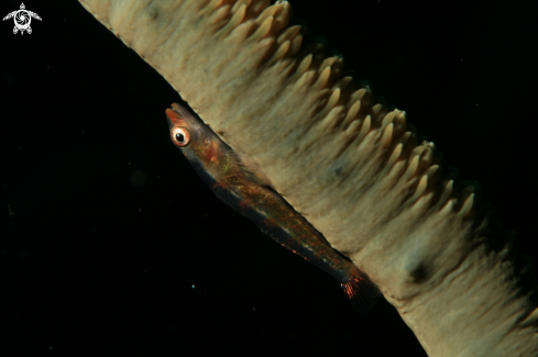 A Bryaninops yongei | Whip coral dwarf goby