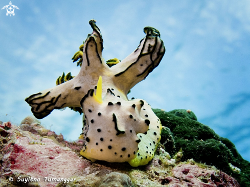 A Nudibranch