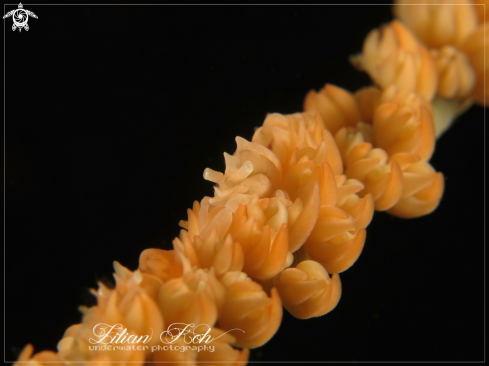 A Whip coral shrimp