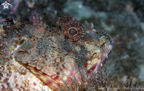A Scorpaena cardinalis | Red Rock Cod