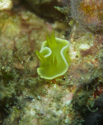 A Nudibranch