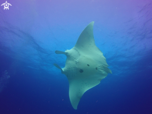 A Reef manta, turtle , shark