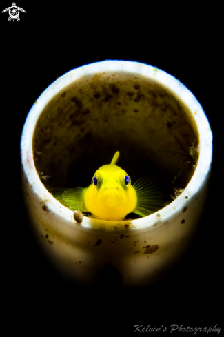 A Lemon goby