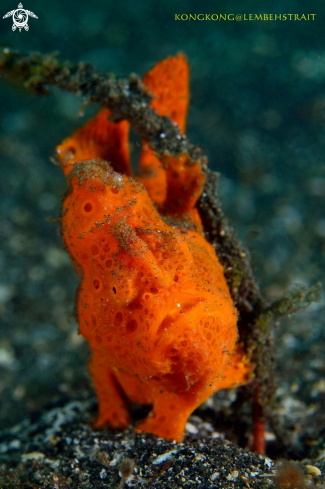 A Frogfish