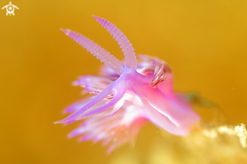 A Flabellina affinis | Flabellina