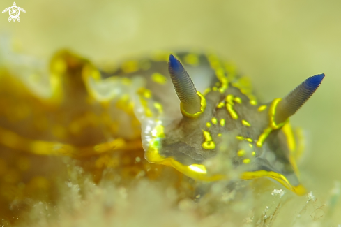 A Nudibranco