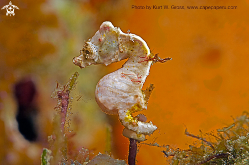 A Hippocampus pontohi | pontohi Seahorse