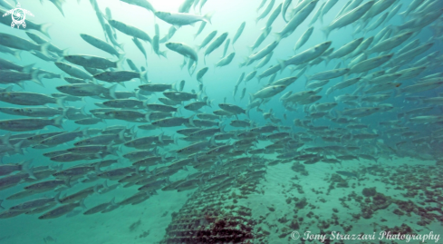 A Mugil cephalus  | Sea mullet