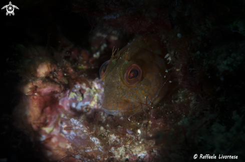 A Blenny