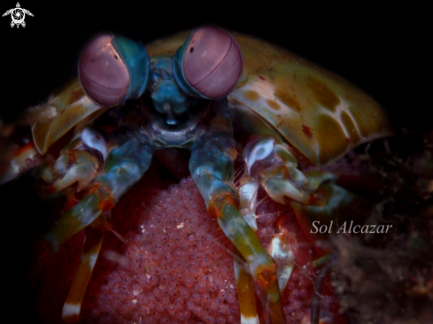 A Mantis Shrimp