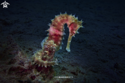 A Seahorse