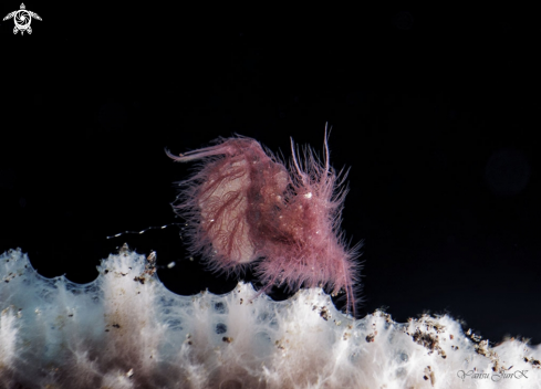 A Hairy Shrimp