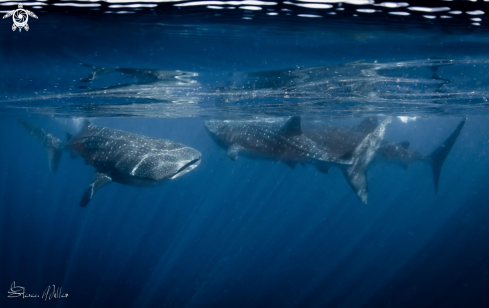 A Whaleshark