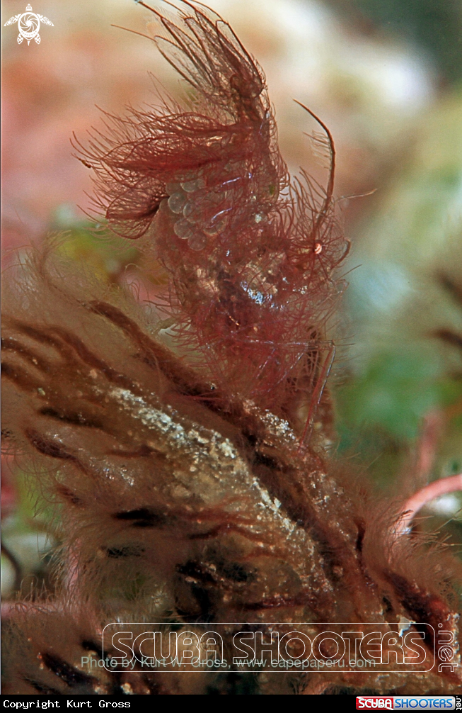 A Moluccas Hairy Shrimp