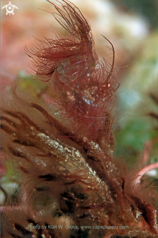 A Moluccas Hairy Shrimp