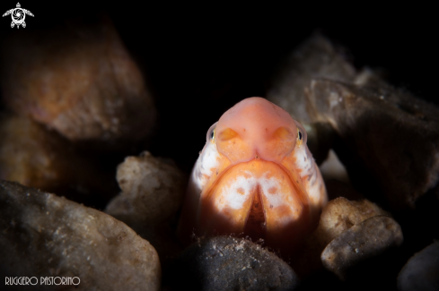 A Ophichthus rufus | Snake eel