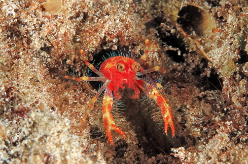 A Mundia Olivarae | Olivar's Lobster