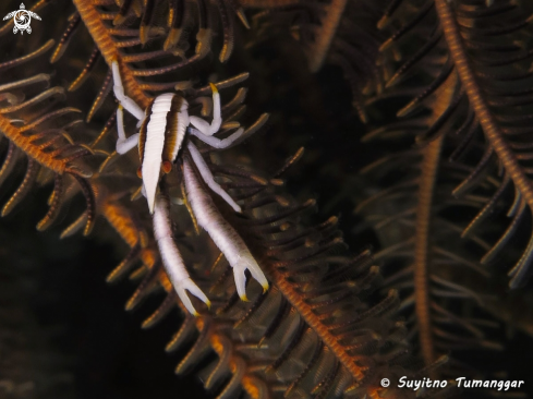 A Squat lobster