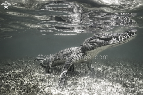 A American crocodile (Crocodylus acutus)