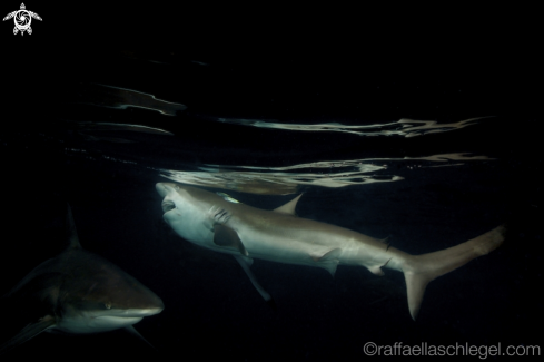 A Dusky Shark Carcharhinus obscurus