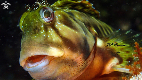 A Scartella cristata  | Blennie chevelue